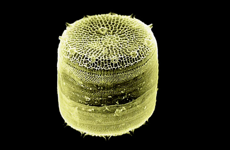 Diatom_Centric_Scanning_C_Sardet