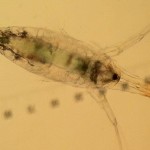 copepod