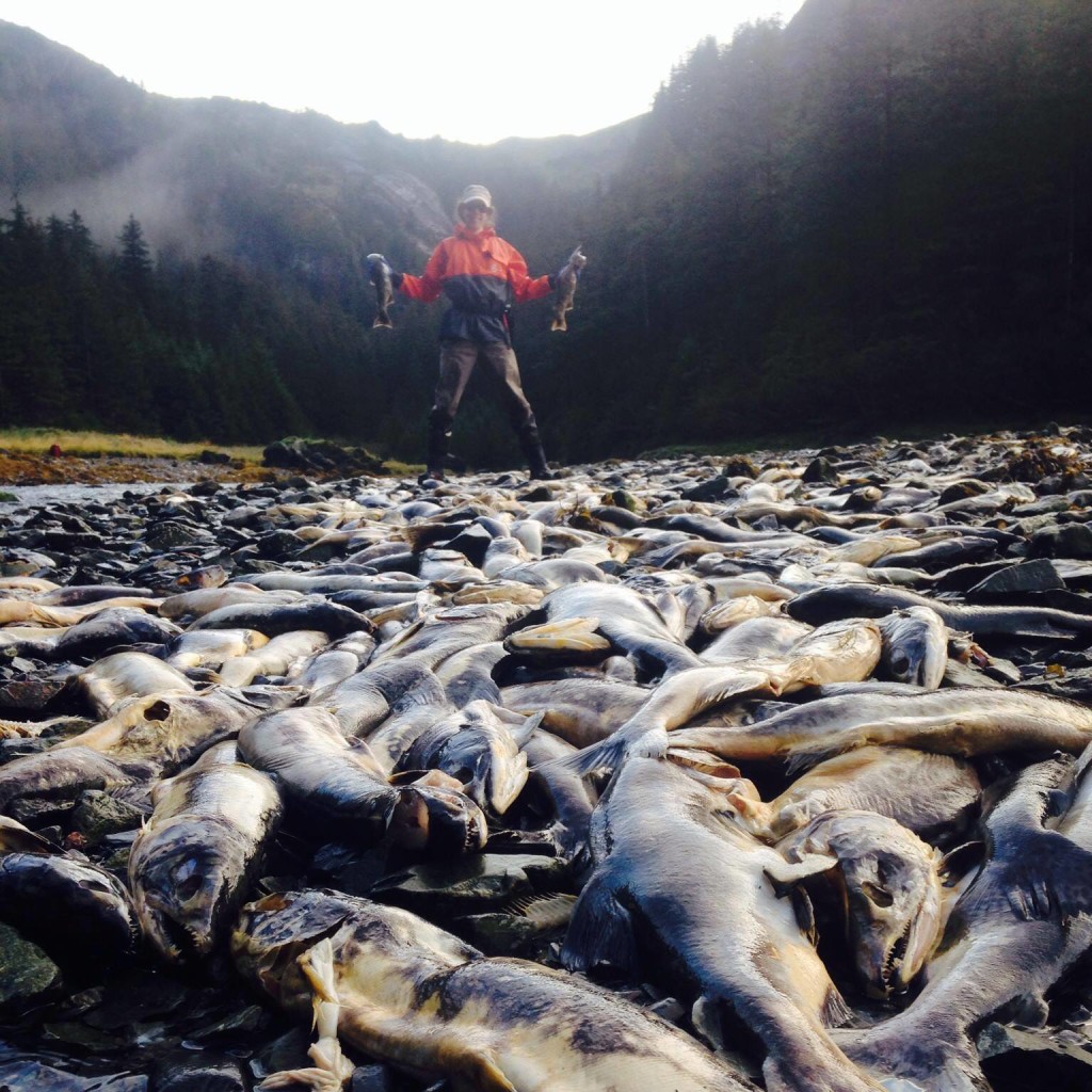 Samantha amidst a field of carcasses in Cordova, Alaska. Prince William Sound Science Center Wild-Hatchery Salmon Project. Photo by Kate Ruck