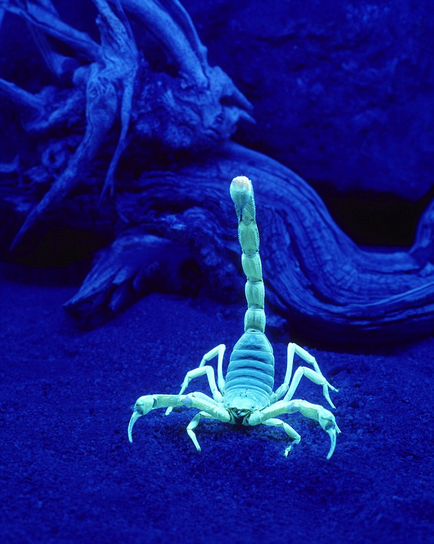 ARX3PR Scorpion (Hadruus arizonensis) under a black light. Image shot 2004. Exact date unknown.