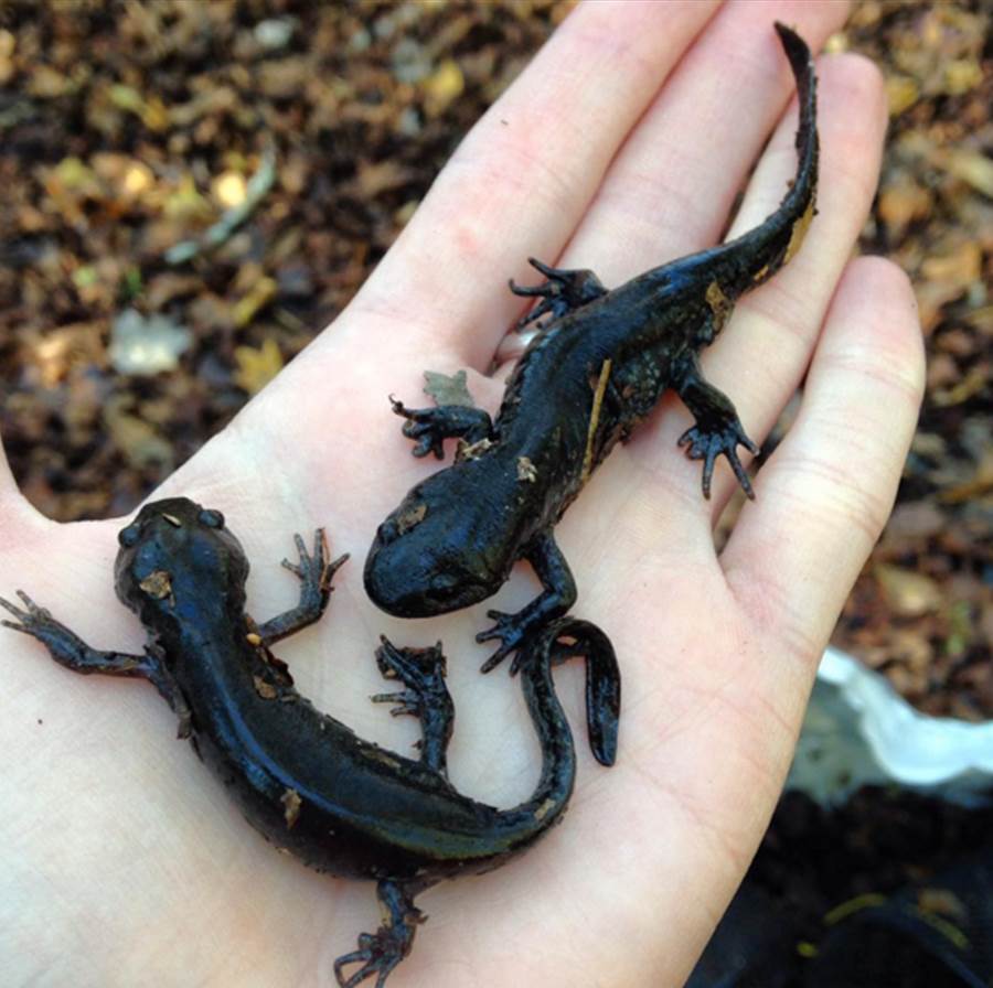 Mole salamanders are stout salamanders with large, flattened heads. This Ambystomatid species is found throughout the coastal plains of the southeast US.