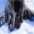 A Typical Weddell Work Day in Antarctica |Field Diaries – Weddell Seal Team